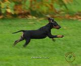 Manchester Terrier 9B080D-07